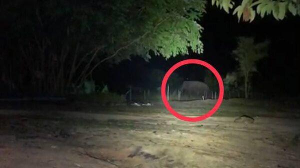 ปราจีนบุรี.-สาวผวาช้างป่าทับลานบุกสวนยาง ปราจีนบุรี.-สาวผวาช้างป่าทับลานบุกสวนยาง