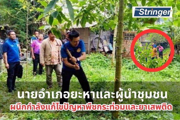 ยะลา – นายอำเภอยะหา พร้อมผู้นำชุมชนและชาวบ้านโค่นต้นกระท่อม ผนึกกำลังแก้ไขปัญหาพืชกระท่อมและยาเสพติดในชุมชน ยะลา – นายอำเภอยะหา พร้อมผู้นำชุมชนและชาวบ้านโค่นต้นกระท่อม ผนึกกำลังแก้ไขปัญหาพืชกระท่อมและยาเสพติดในชุมชน